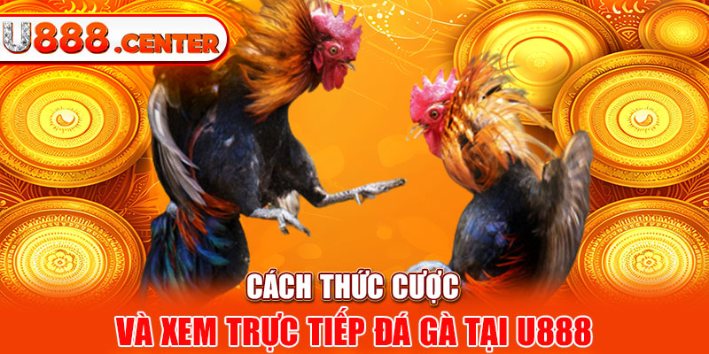 Cách thức cược và xem trực tiếp đá gà tại U888