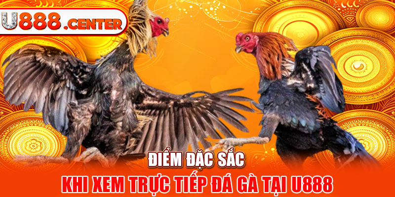 Điểm đặc sắc khi xem trực tiếp đá gà tại U888