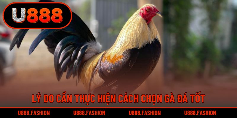 Việc thực hiện cách chọn gà đá tốt giúp tăng khả năng thắng