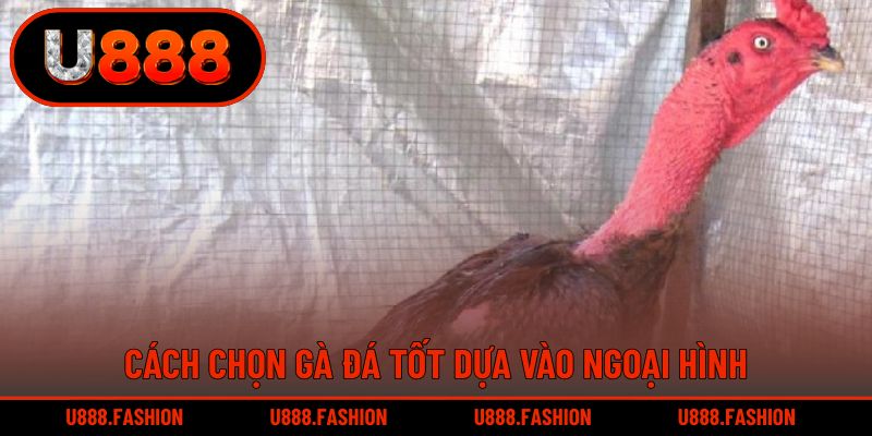 Hội viên lựa chọn thông qua ngoại hình