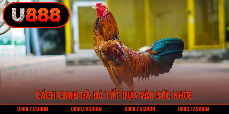 Khách hàng quan sát tình trạng sức khỏe để lựa chọn gà