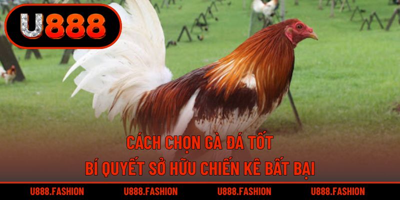 Cách Chọn Gà Đá Tốt - Bí Quyết Sở Hữu Chiến Kê Bất Bại