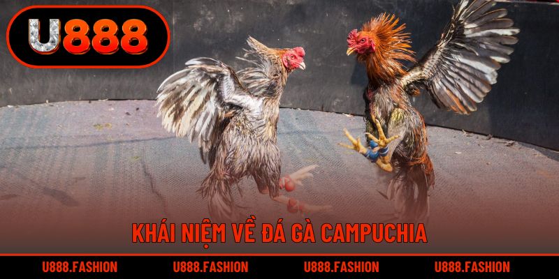 Đôi nét thú vị về đá gà Campuchia