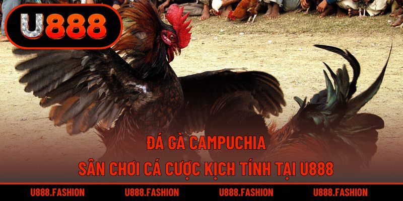 Đá Gà Campuchia - Sân Chơi Cá Cược Kịch Tính Tại U888