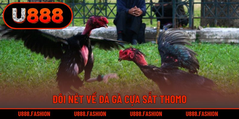 Hình thức đá gà cựa sắt Thomo gay cấn