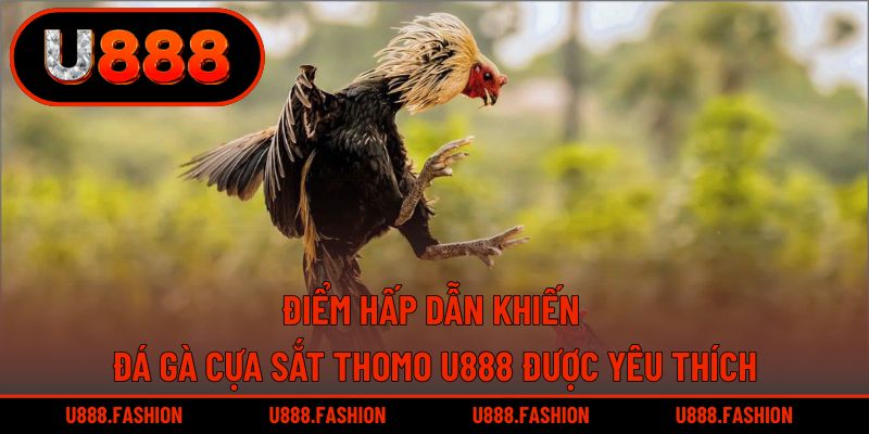 Chọi kê cựa sắt đem đến cho hội viên giây phút mãn nhãn