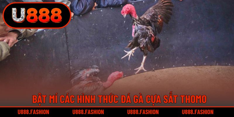 Đá gà cựa sắt có nhiều hình thức khác nhau