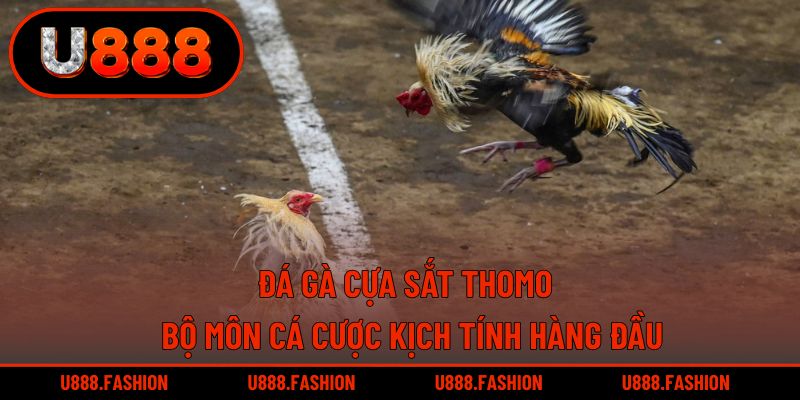 Đá Gà Cựa Sắt Thomo - Bộ Môn Cá Cược Kịch Tính Hàng Đầu