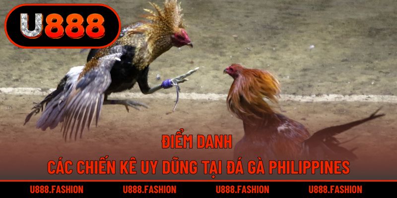 Chọi kê Philippines sở hữu nhiều dòng gà uy dũng