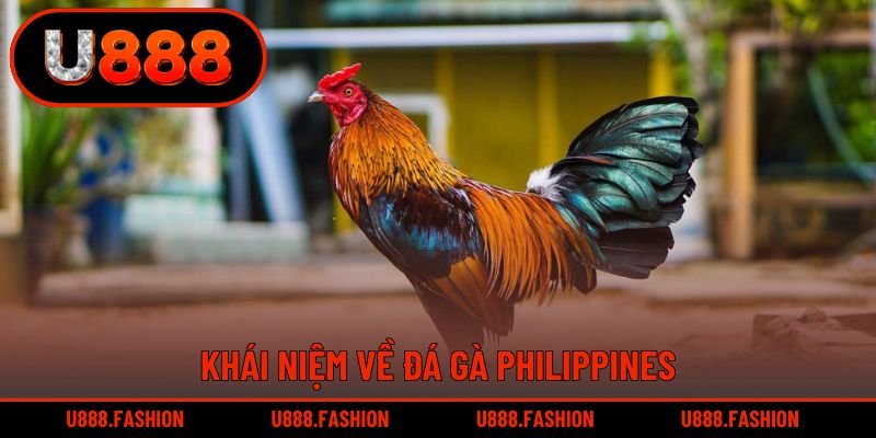 Khái niệm dễ hiểu về đá gà Philippines