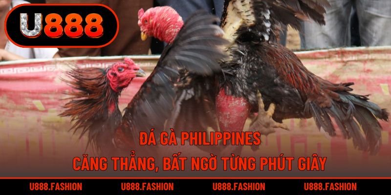 Đá Gà Philippines - Căng Thẳng, Bất Ngờ Từng Phút Giây