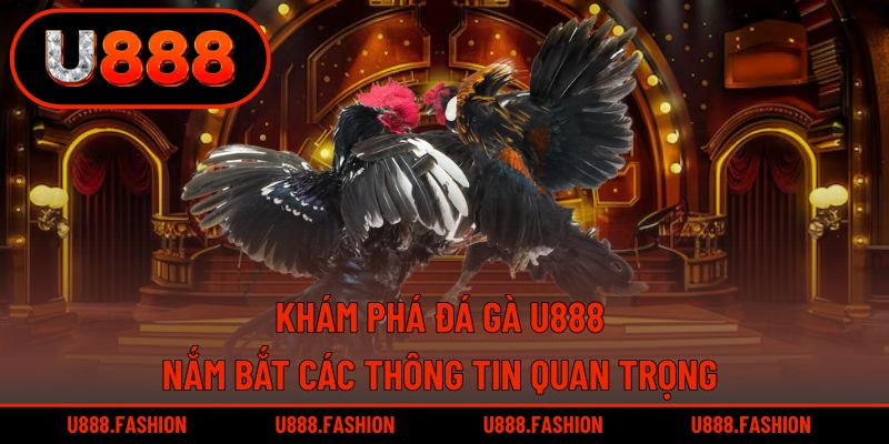 Khám phá ngay đá gà U888 để tiếp cận đầy đủ thông tin hữu ích