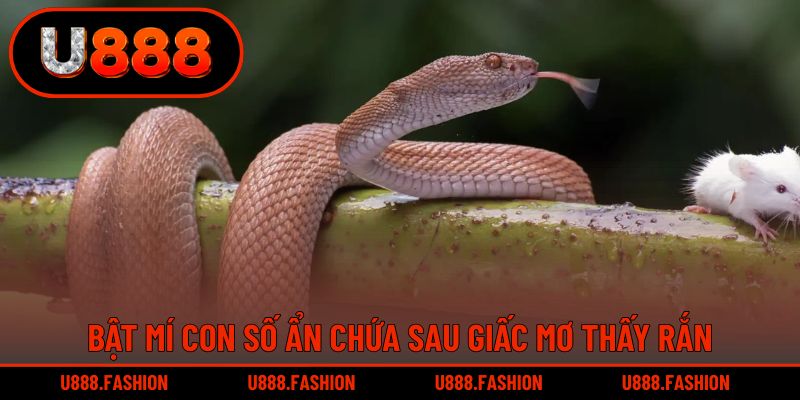 Khám phá con số ẩn chứa trong giấc mộng thấy rắn