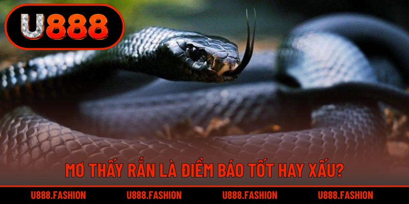 Mơ thấy rắn là điềm báo tương đối tốt