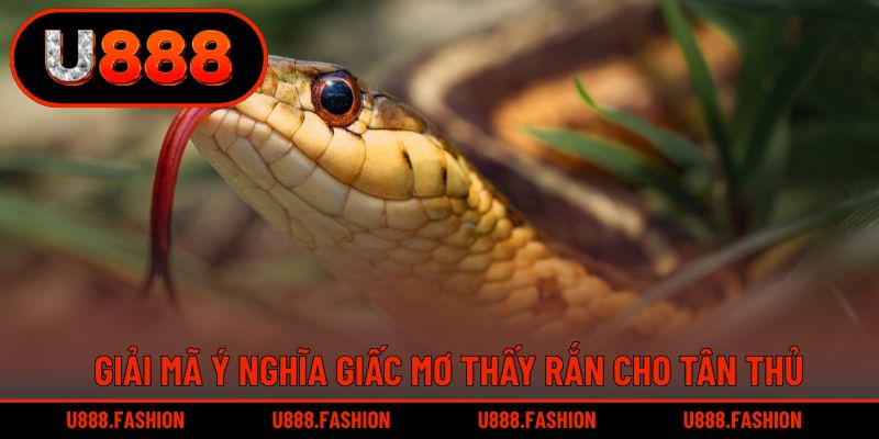 Mỗi giấc mộng về rắn đều sở hữu ý nghĩa riêng