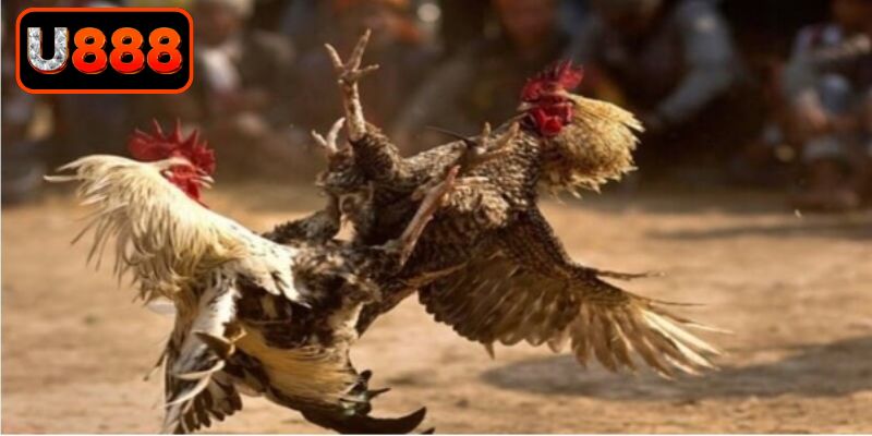 Phân tích kỹ thuật của những chú gà chọi giỏi