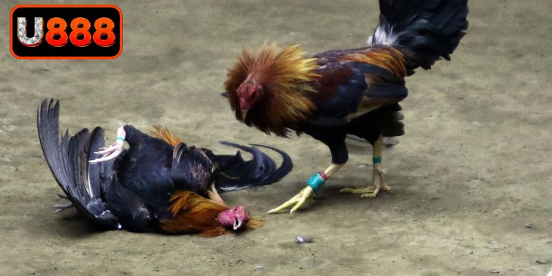 Tận hưởng kịch tính cùng đá gà Campuchia trực tiếp